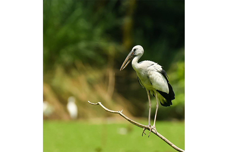 Dostining mushukini silab