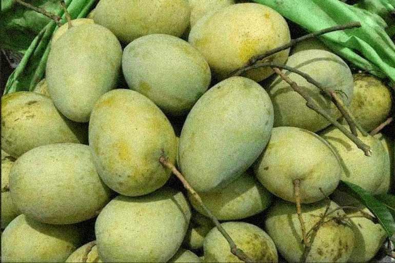 Fazli Mango (10 kg) 3